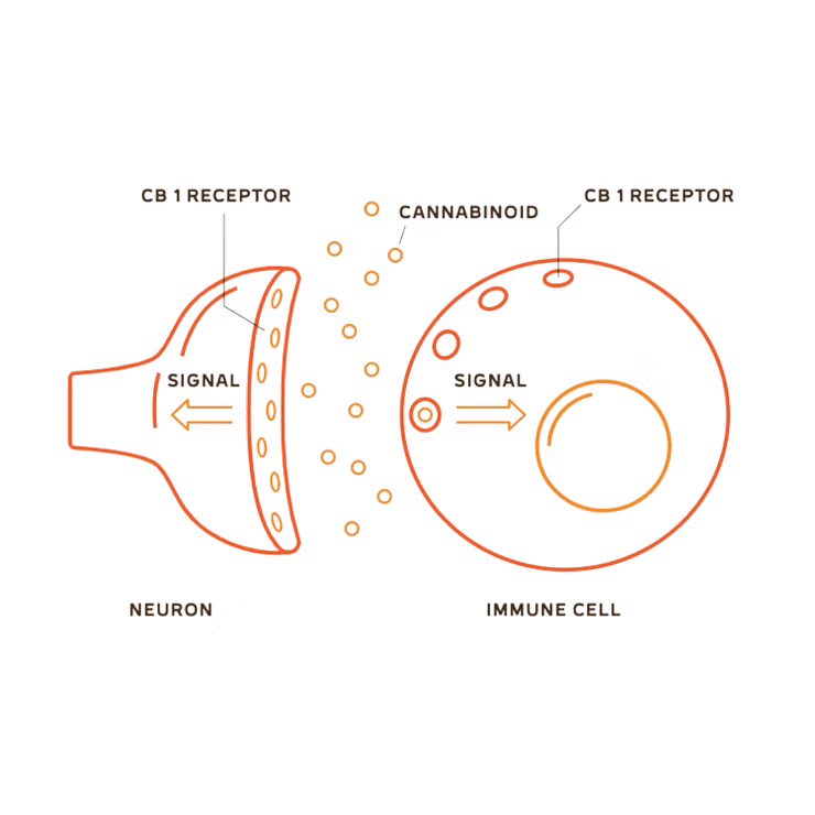 Endocannabinoid System